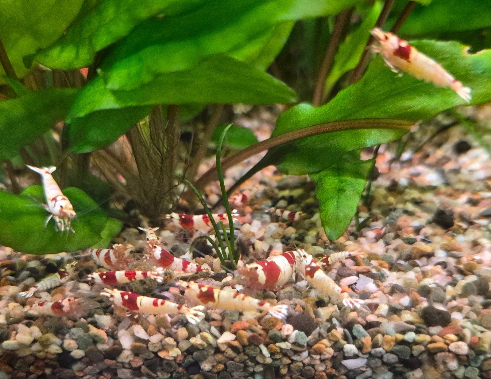 Crystal red garnalen, Dieren en Toebehoren, Kreeft, Krab of Garnaal