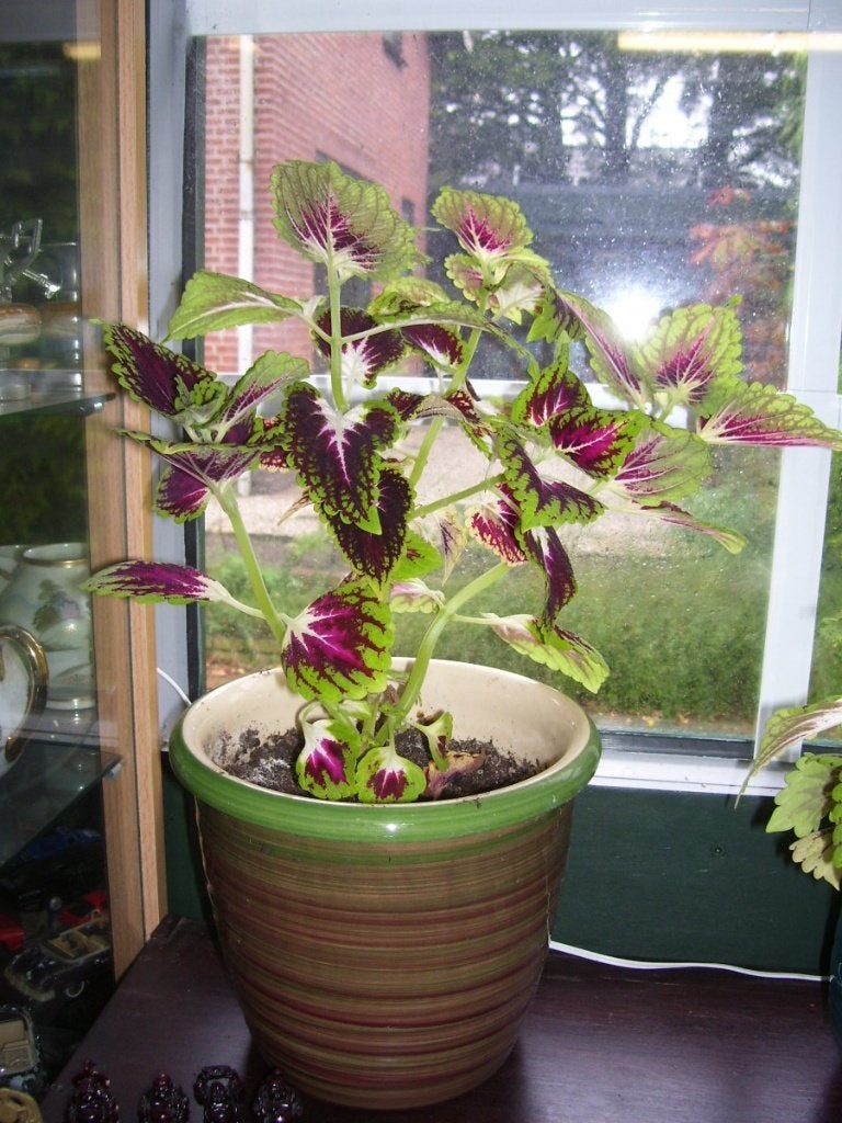 SIERNETEL COLEUS, Ophalen, Overige soorten, Halfschaduw, In pot