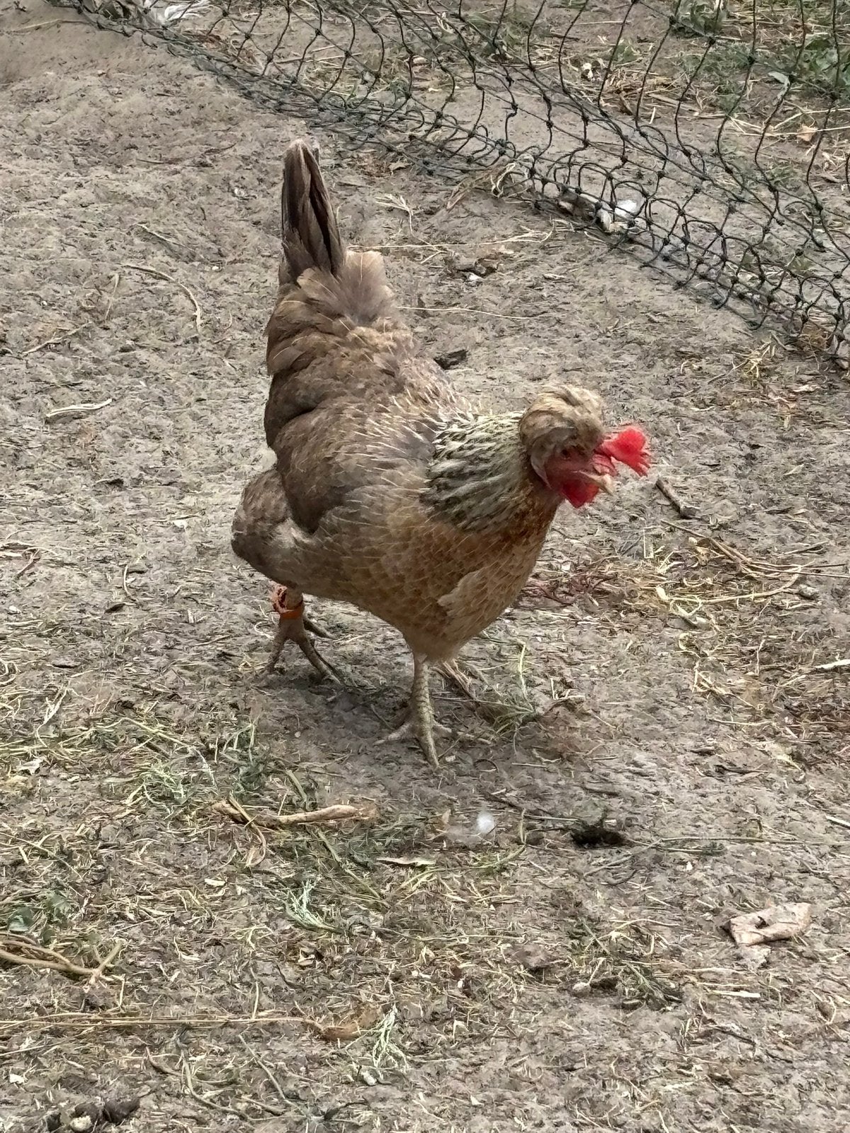 4 Cream legbar kippen. 2,5 jaar oud, Dieren en Toebehoren, Vrouwelijk, Kip