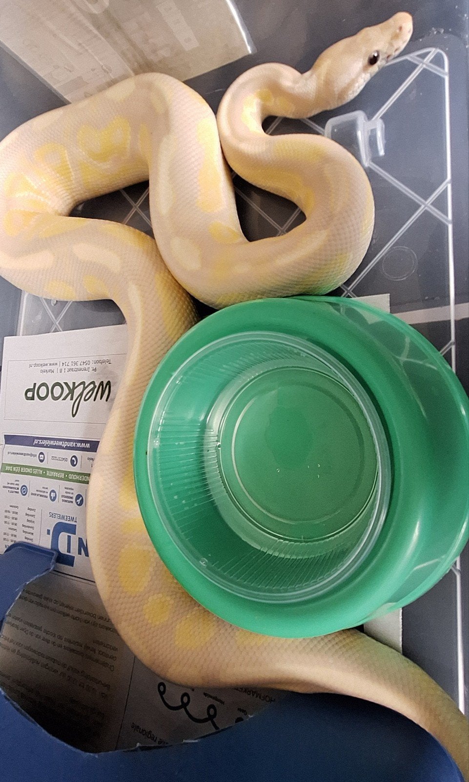 Cinnamon lavender albino, Dieren en Toebehoren, Reptielen en Amfibieën, Slang, 3 tot 6 jaar