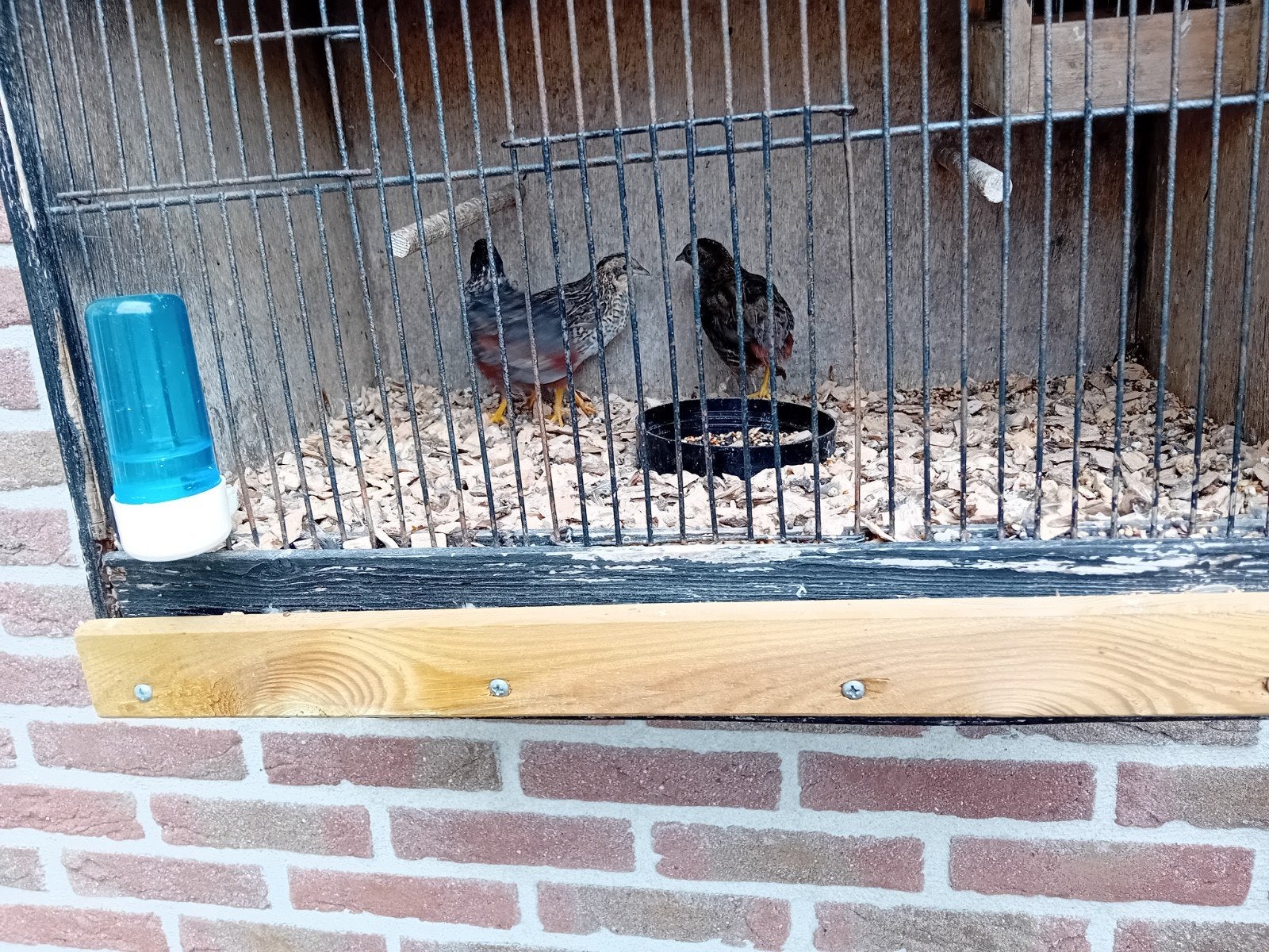 chineese kwartels, Dieren en Toebehoren, Meerdere dieren