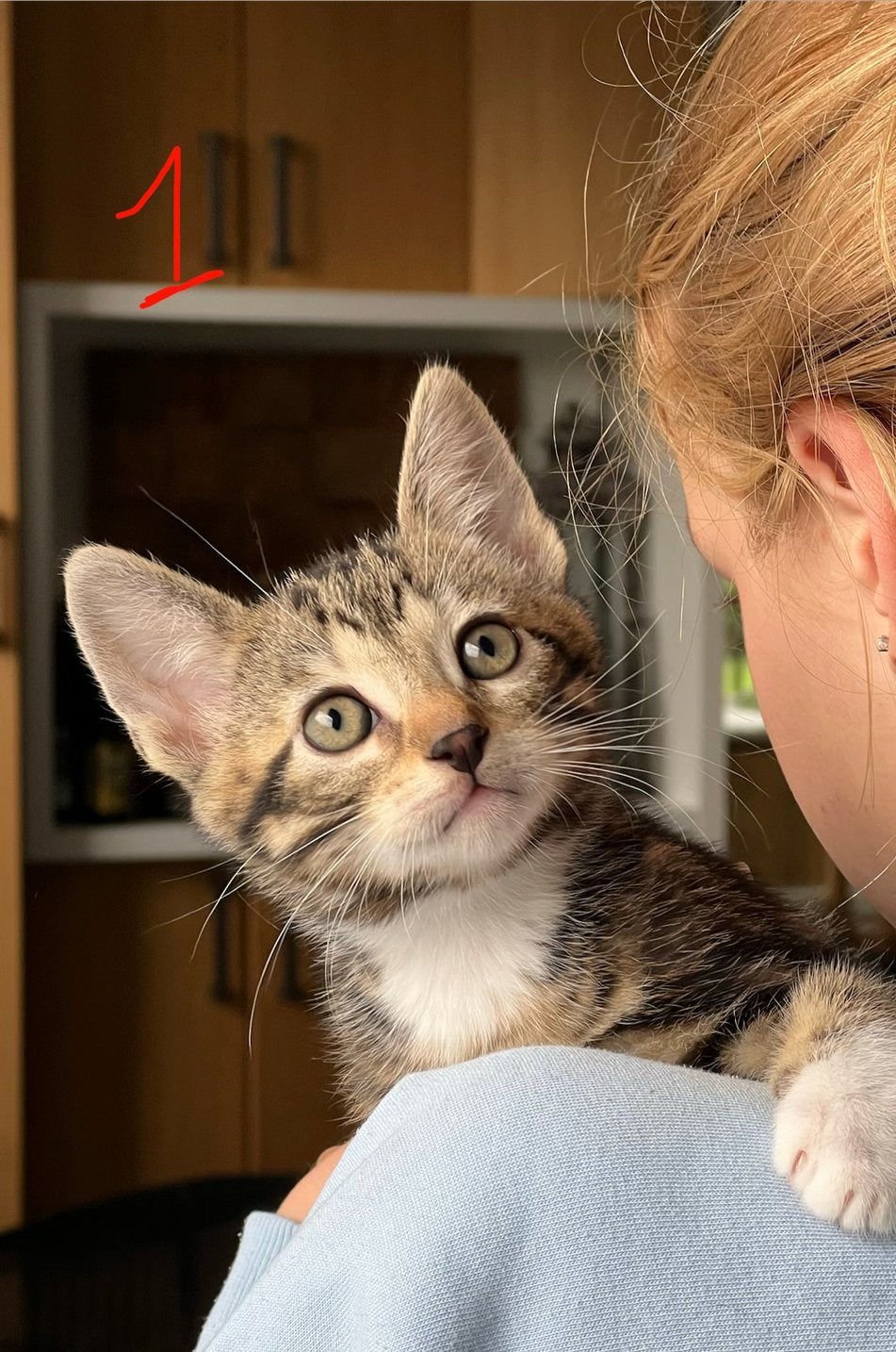 Lieve kittens (katers), Kater, Kortharig, 0 tot 2 jaar