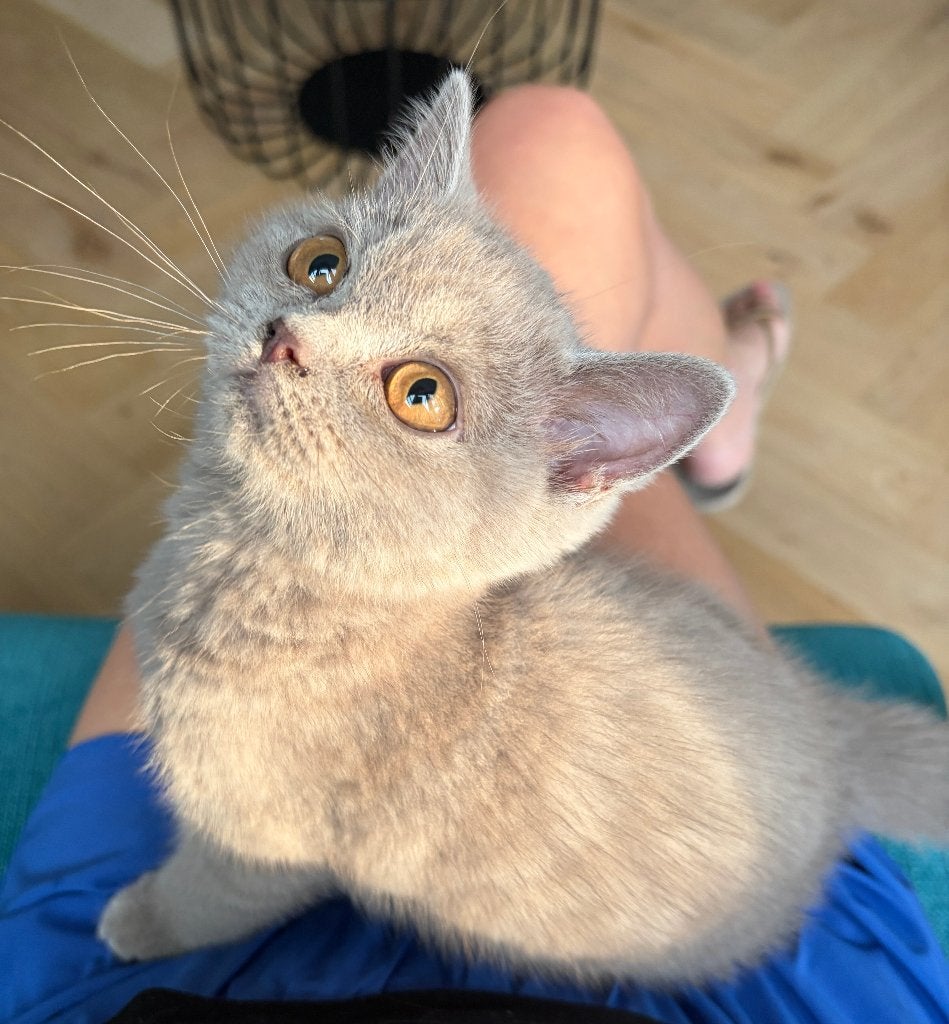 Liefste kitten van de wereld: Britse korthaar poes, Dieren en Toebehoren, Poes, Ontwormd, 0 tot 2 jaar