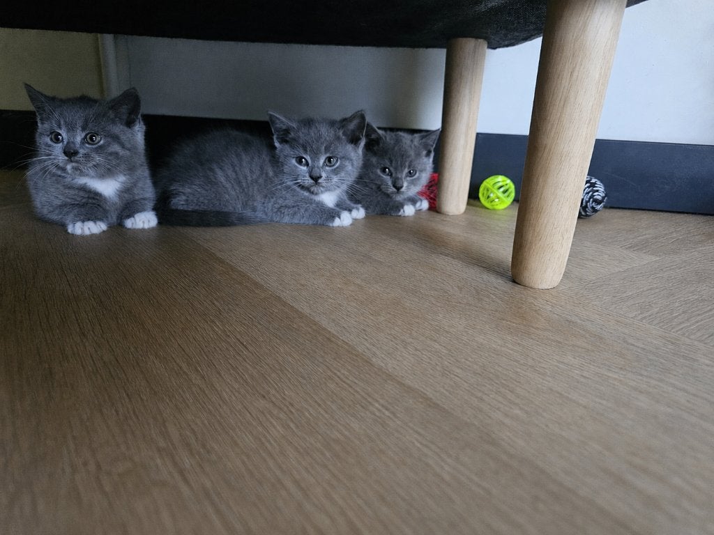 Britse korthaar kittens, Dieren en Toebehoren, Meerdere dieren, Ontwormd, 0 tot 2 jaar