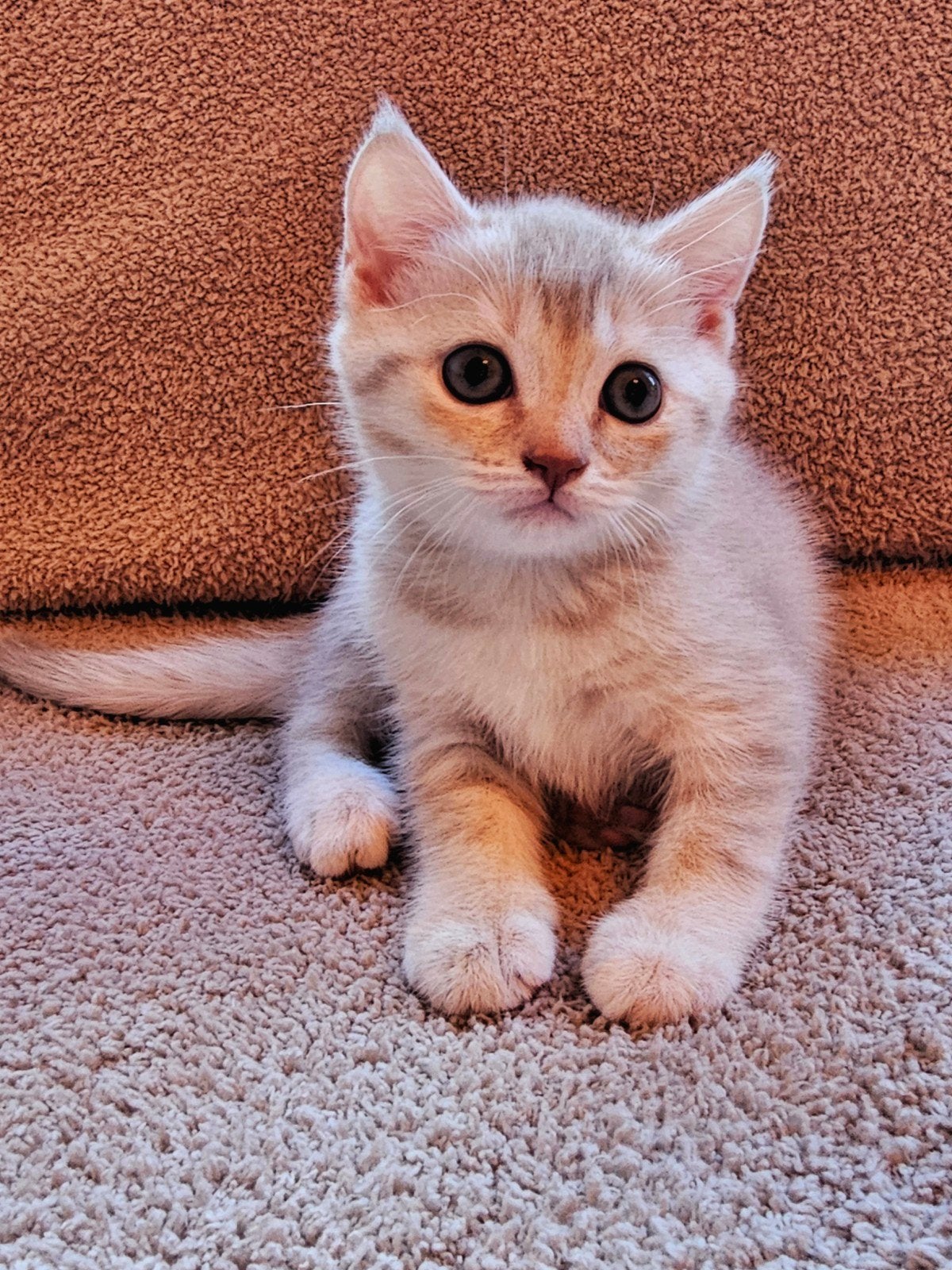 Britse korthaar kitten, Poes, Gechipt