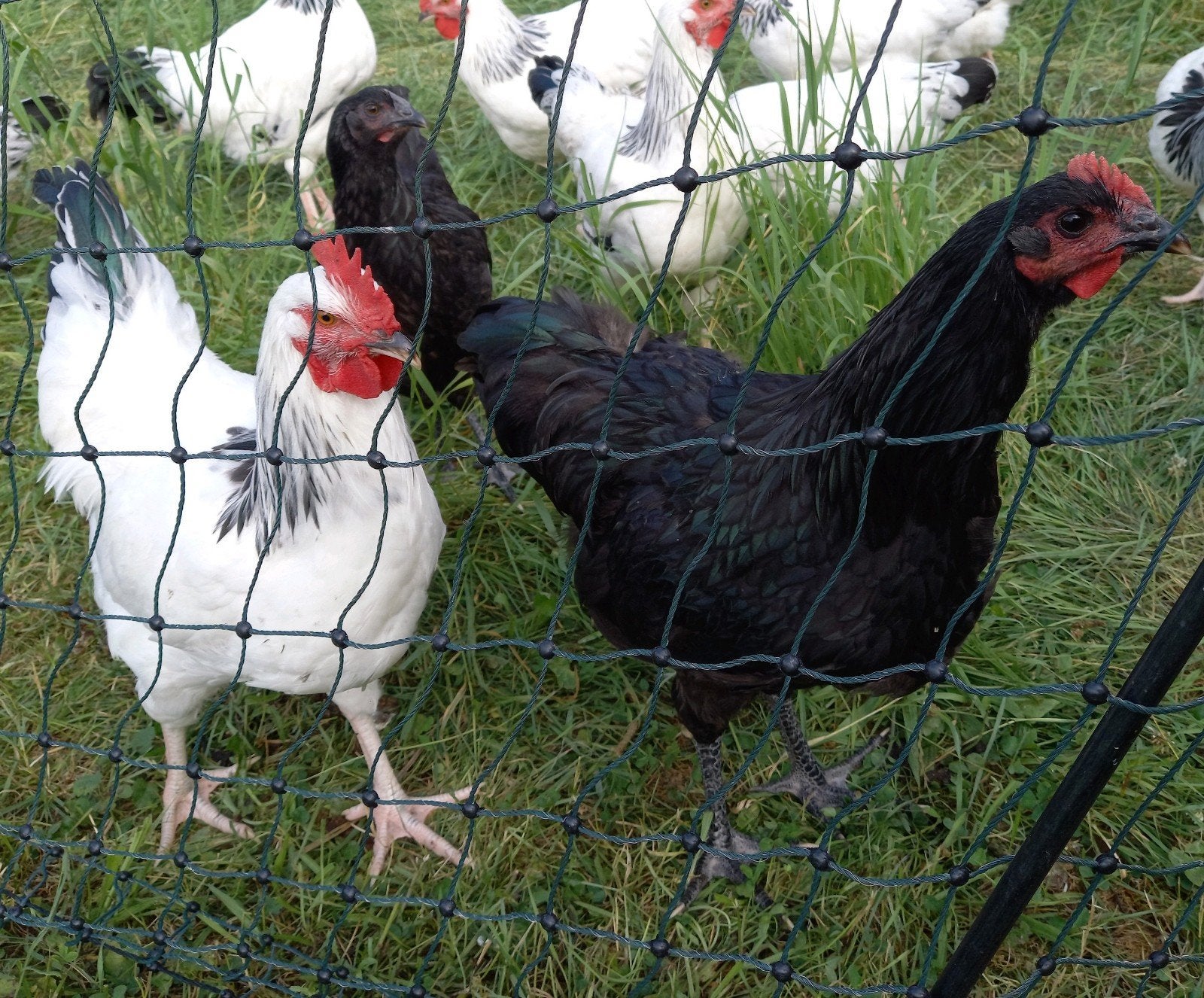 Raszuivere Sussex en Australorp hanen - groot ras, Dieren en Toebehoren, Pluimvee, Mannelijk, Kip