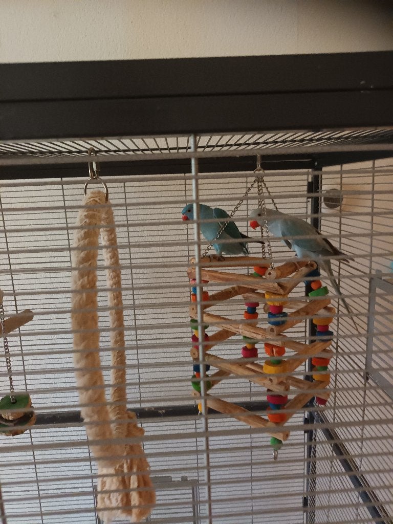 twee halsband parkieten te koop, Meerdere dieren, Parkiet, Geringd