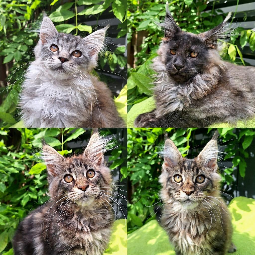 Prachtige Maine Coon kittens, Dieren en Toebehoren, Katten en Kittens | Overige Katten, Meerdere dieren, 0 tot 2 jaar