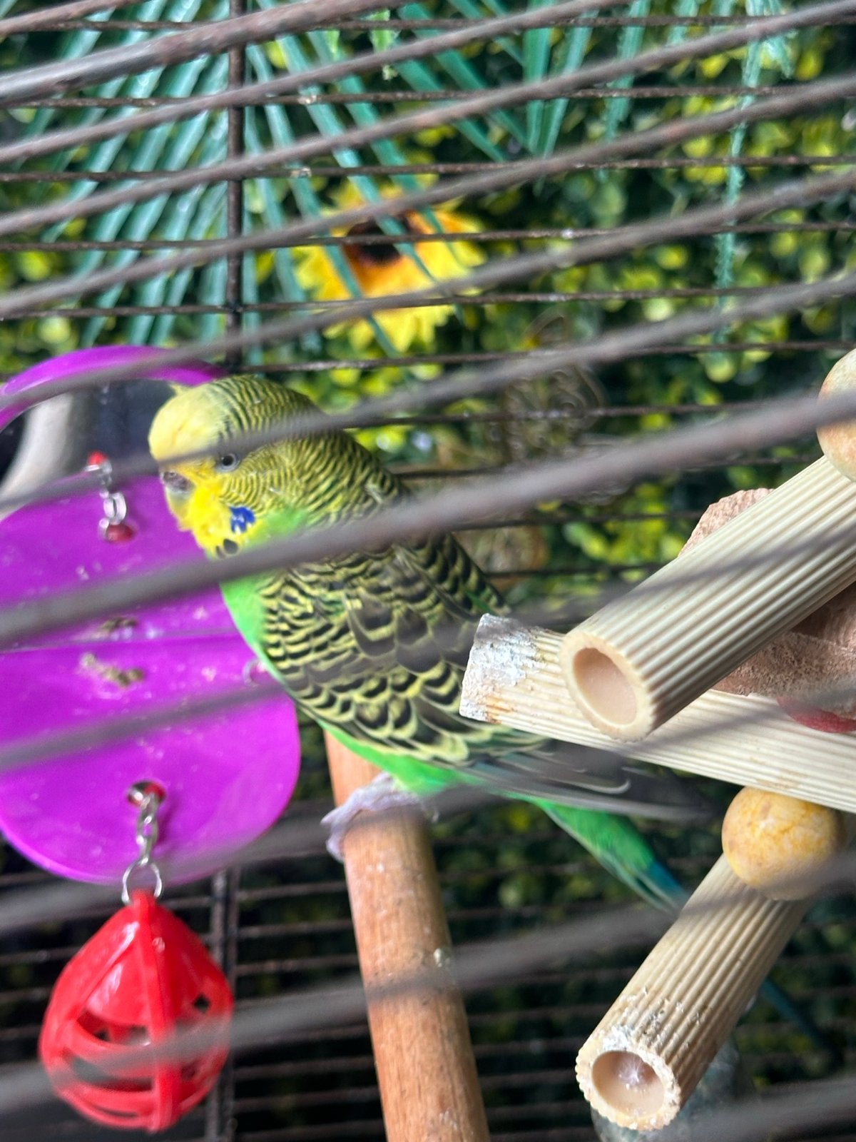Grasparkiet, Dieren en Toebehoren, Vogels | Parkieten en Papegaaien, Mannelijk, Parkiet