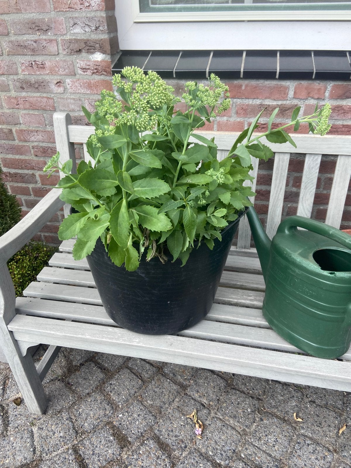 Grote sedum plant, Tuin en Terras, Ophalen, Overige soorten, Volle zon