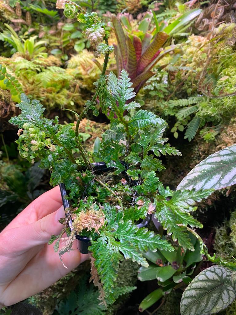 Selaginella wallichii - terrariumplant, Huis en Inrichting, Ophalen of Verzenden, Halfschaduw, Minder dan 100 cm