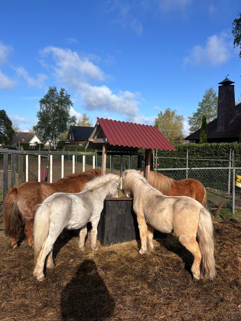 Weiland gezocht Westerhaar-vriezenveensewijk & omstreken, Dieren en Toebehoren