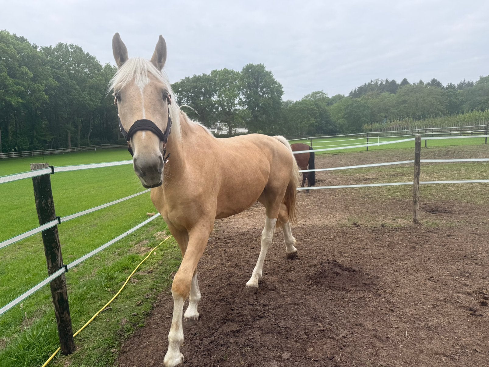 Knappe palomino ruin, Dieren en Toebehoren, Paarden, Ruin, Minder dan 160 cm, Recreatiepaard, 3 tot 6 jaar