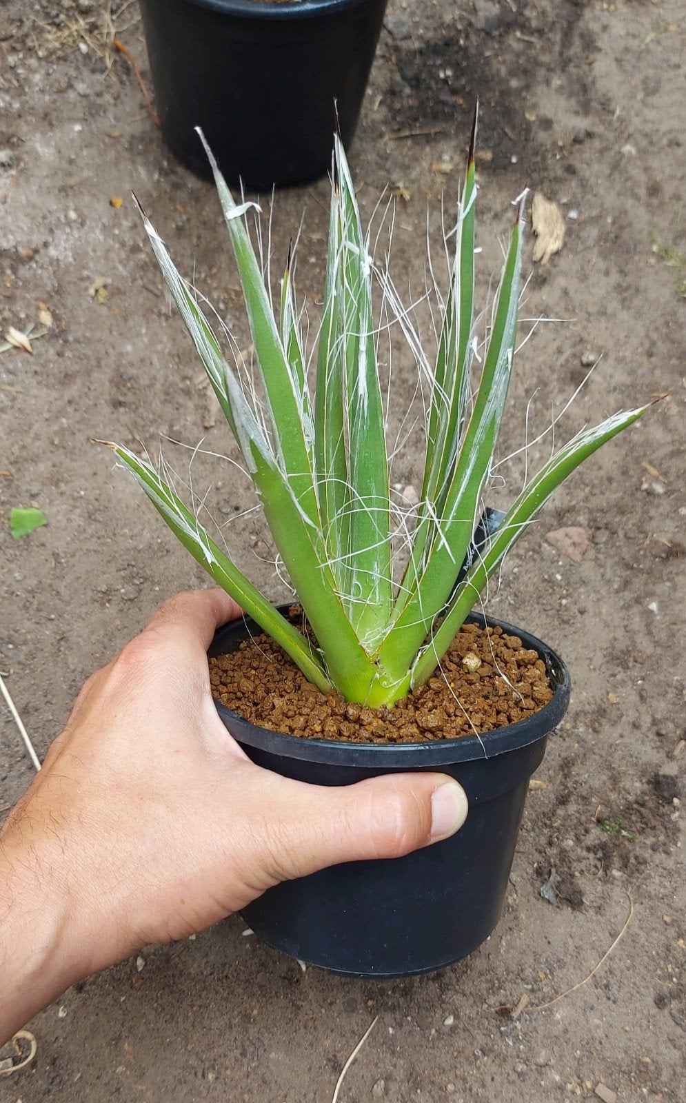 Agave Toumeyana groot, Huis en Inrichting, Kamerplanten, Overige soorten, Minder dan 100 cm, Groene kamerplant, Halfschaduw, Ophalen of Verzenden