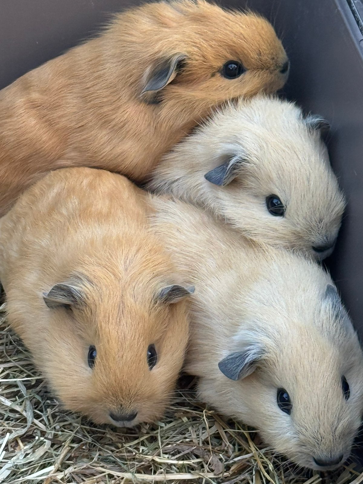 Jonge california cavia’s, Dieren en Toebehoren, Juni, Mannelijk, Cavia