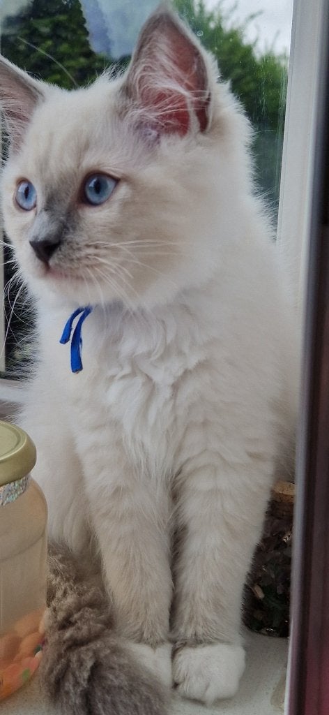 Super lieve Ragdoll Siamees kittens - katertje, Dieren en Toebehoren, Katten en Kittens | Raskatten | Langhaar, Kater, Ontwormd
