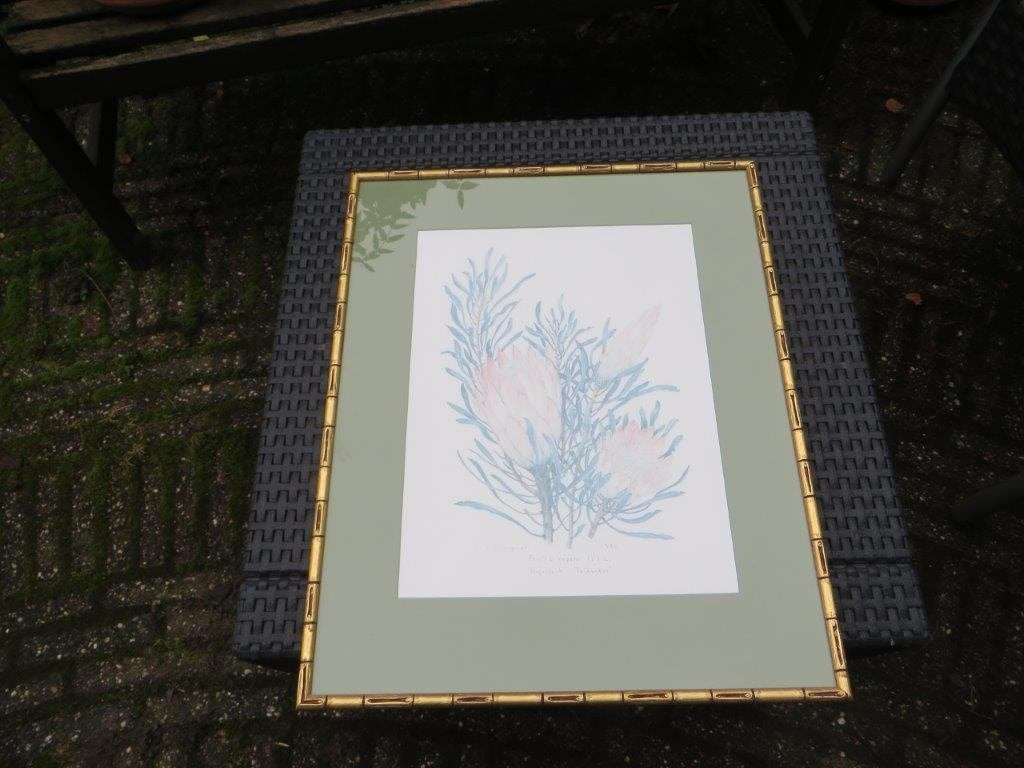 Gesigneerde Zeefdruk - sugarbush v Stanley S C Seagrief 1990, Gesigneerd, Zeefdruk, Ophalen of Verzenden, Dieren en Natuur