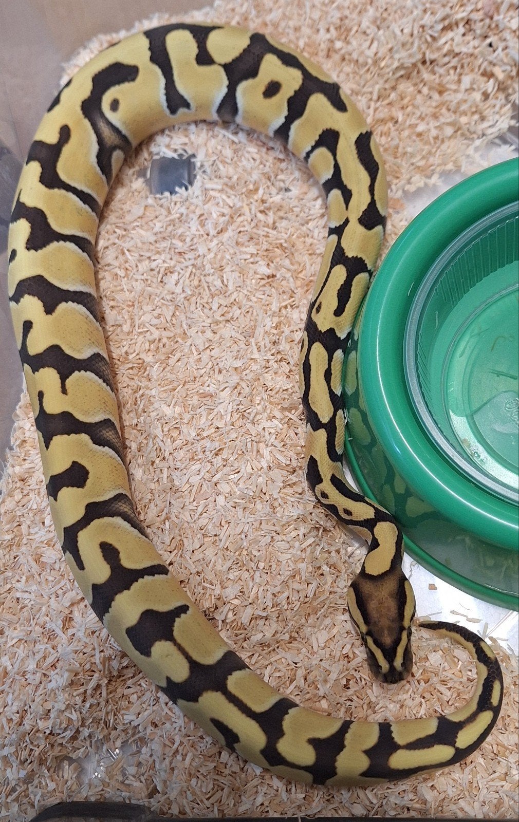 Enchi Desert Ghost Het clown Ball Python photo 2