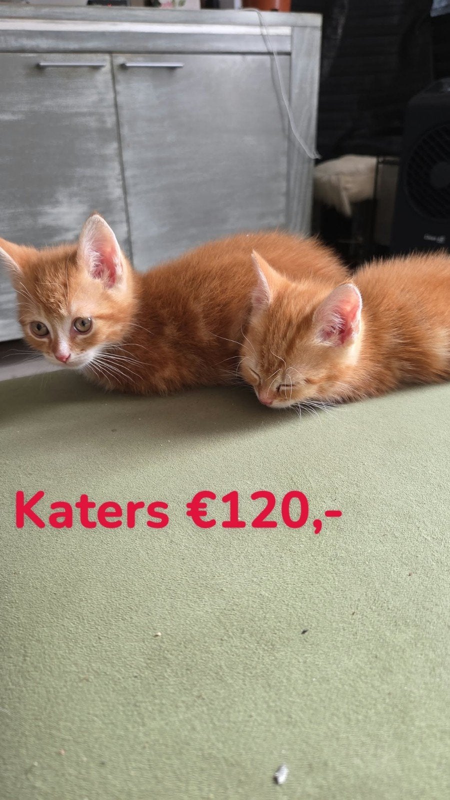 kittens, Meerdere dieren