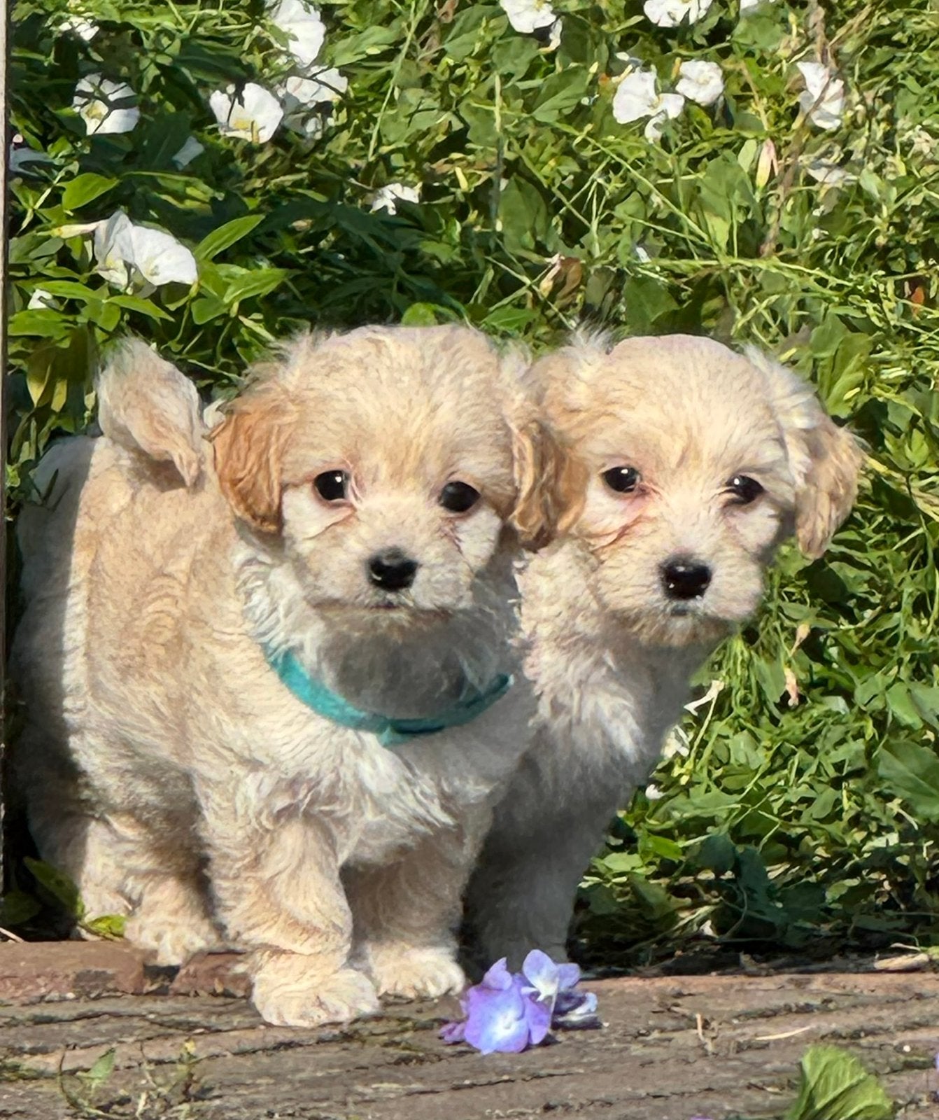 Boomer Puppies 🐾🤍🩶🤎🖤 nog 2 beschikbaar, 8 tot 15 weken, Meerdere, Meerdere dieren, Klein