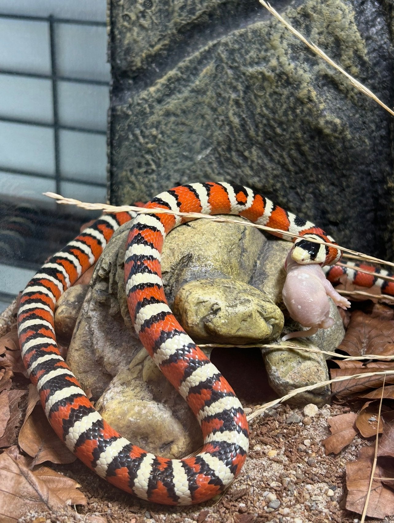 Lampropeltis pyromelana Kingsnake - unknown for sale from Duko