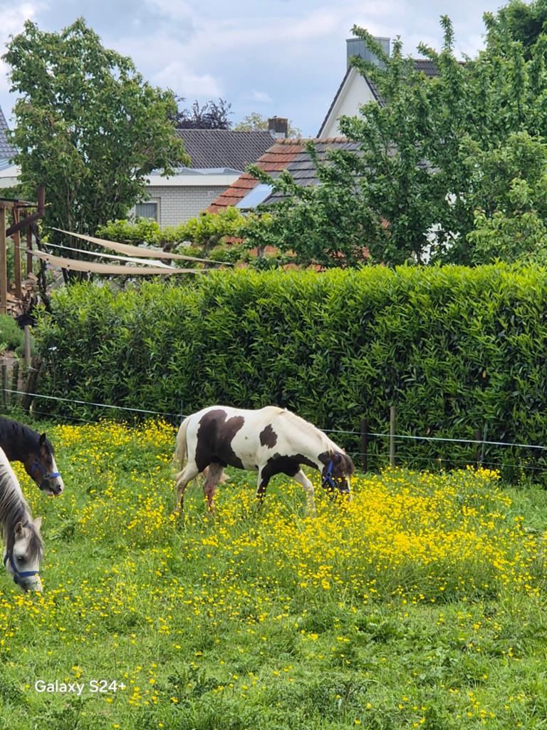 Prachtige RUINEN  Kleur en kwaliteit !, Dieren en Toebehoren, Met stamboom, Niet van toepassing, 0 tot 2 jaar, Hengst
