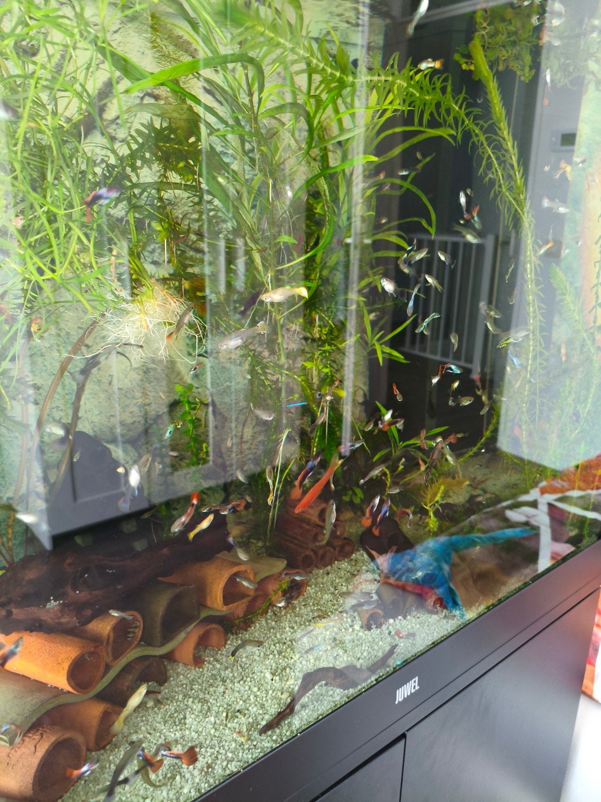 Guppy's, Dieren en Toebehoren, Vis, Zoetwatervis, Schoolvis