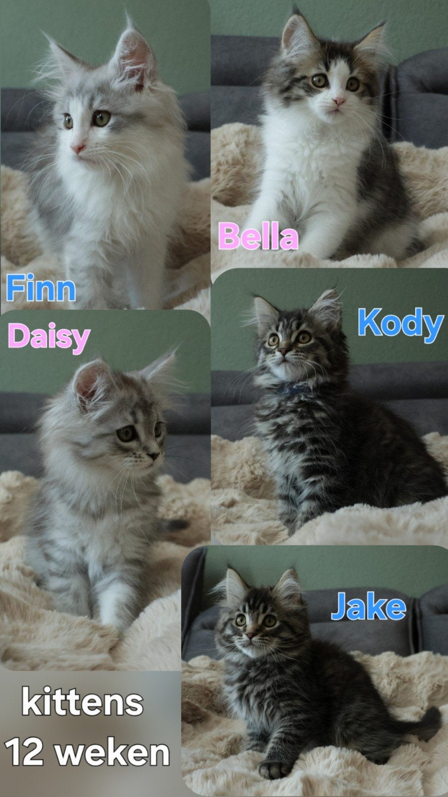 Liefdevolle Maine Coon-Mix kittens zoeken hun gouden mandje, Dieren en Toebehoren, Katten en Kittens | Raskatten | Langhaar, Meerdere dieren