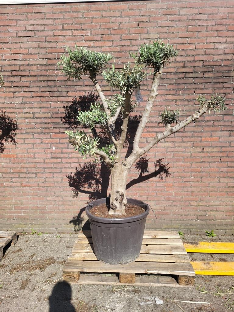 Mooie oude olijfboom pon pon !, Volle zon, Ophalen of Verzenden, 100 tot 250 cm, Olijfboom