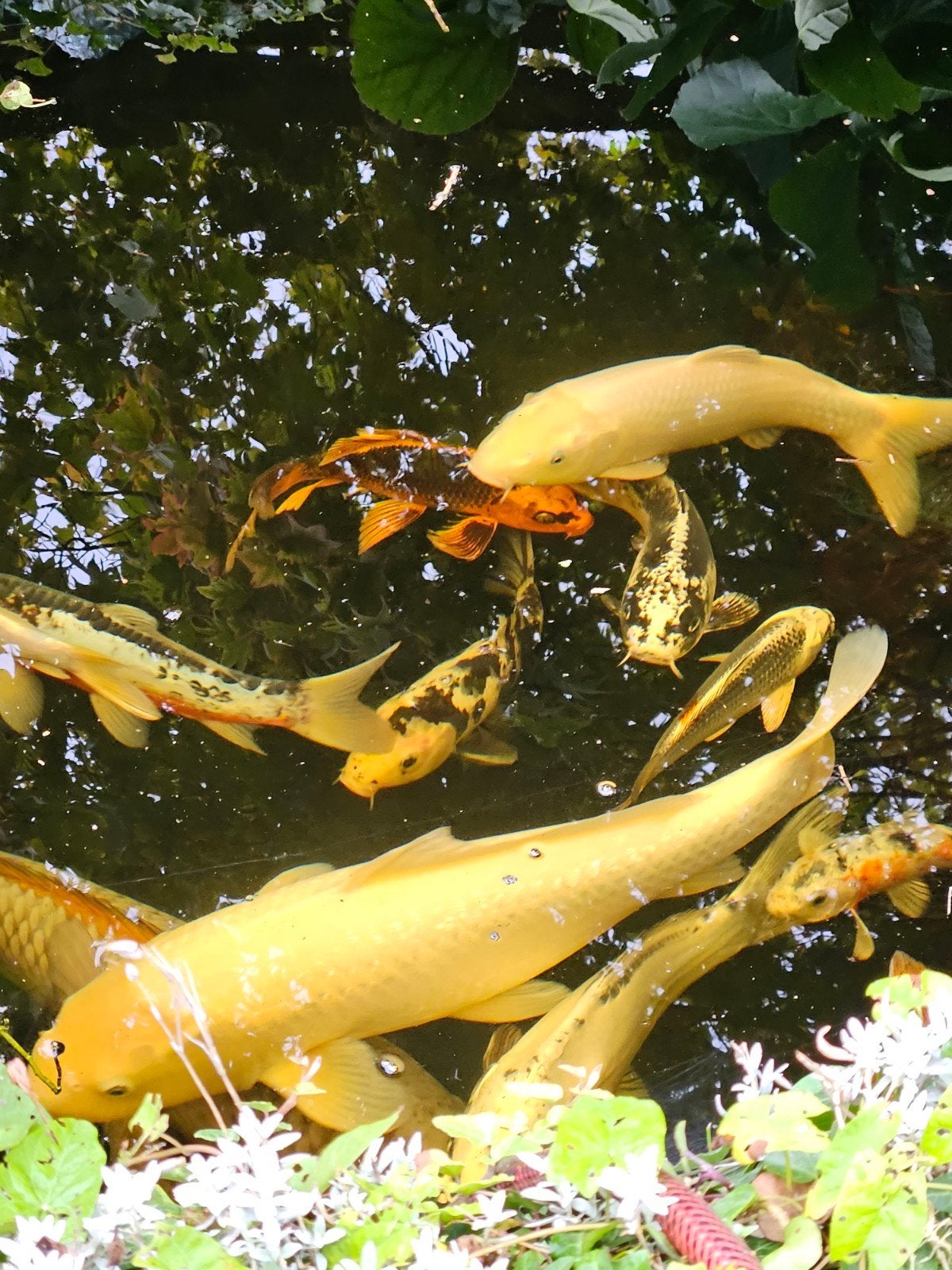 hele mooie koikarpers, Karper of Koi