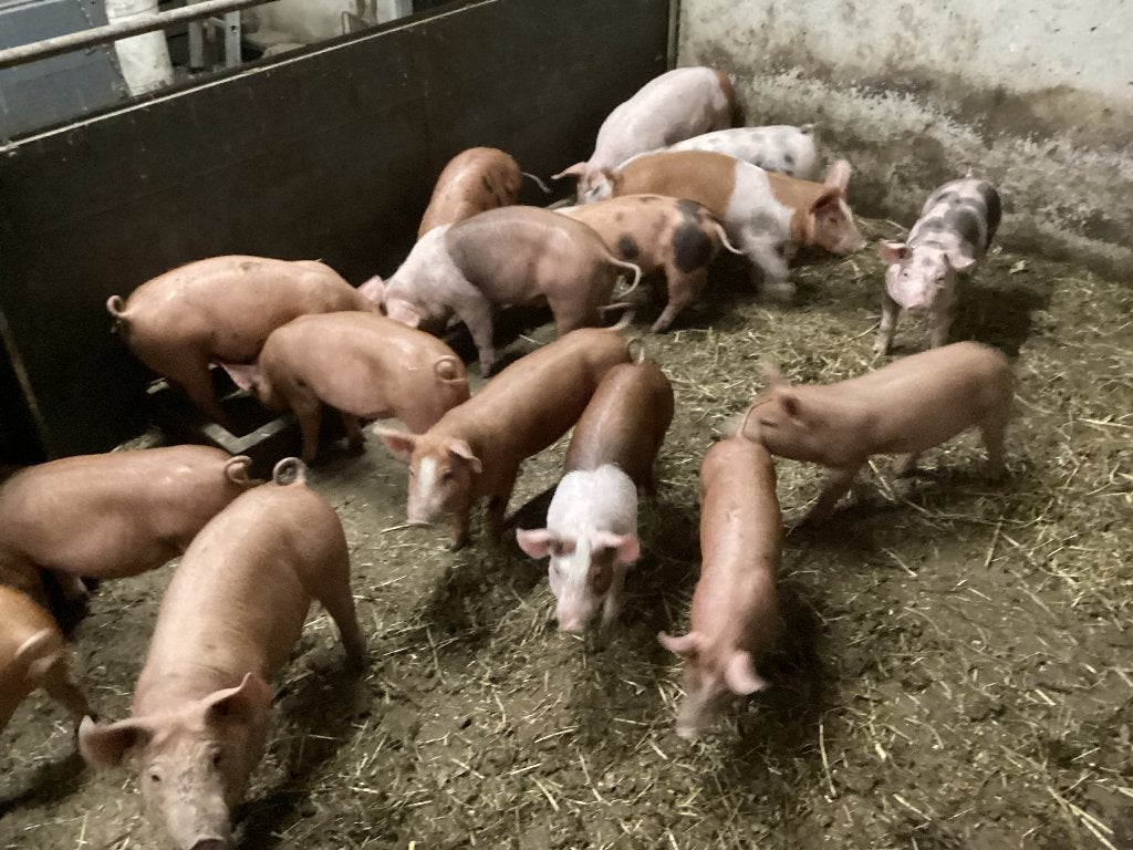 Pitrain-Husumer-Bonte Bentheimer biggen, Meerdere dieren, Varken, 0 tot 2 jaar