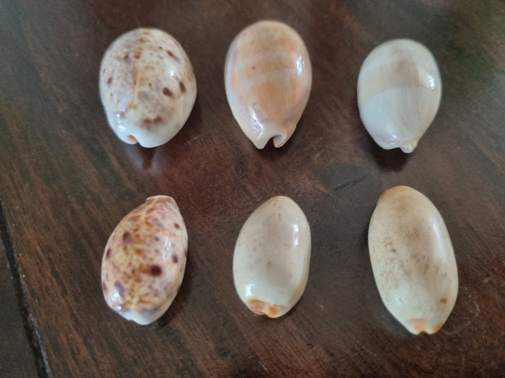 Zes stuks Lynx Cowry Schelpen., Ophalen of Verzenden, Schelp(en)