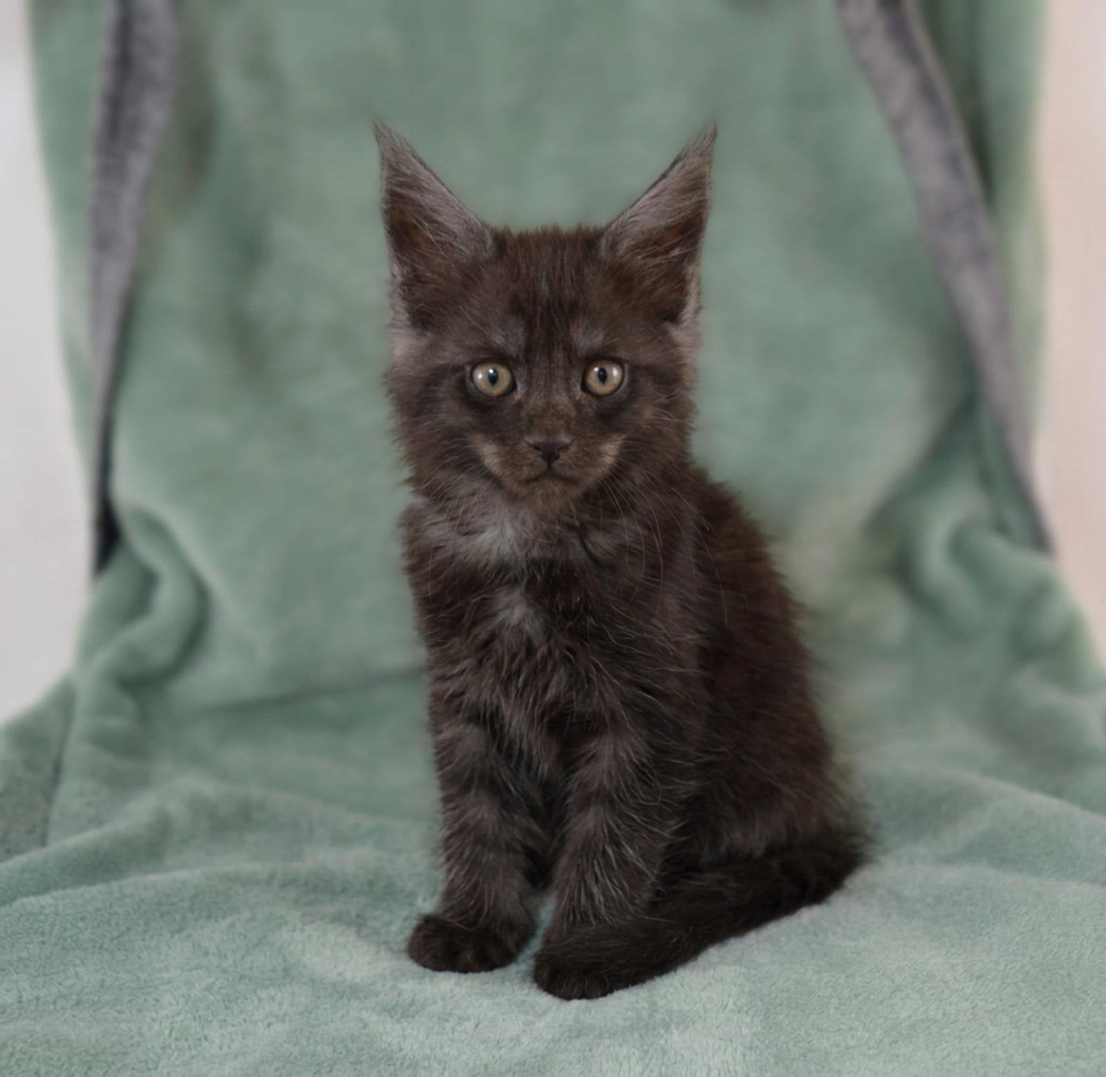 Maine Coon kittens met stamboom., Kater, Met stamboom, 0 tot 2 jaar