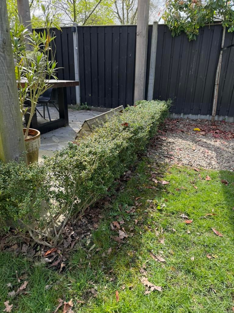 Ilex crenata ( japanse hulst), Bloeit niet, Halfschaduw, Minder dan 100 cm, Overige soorten