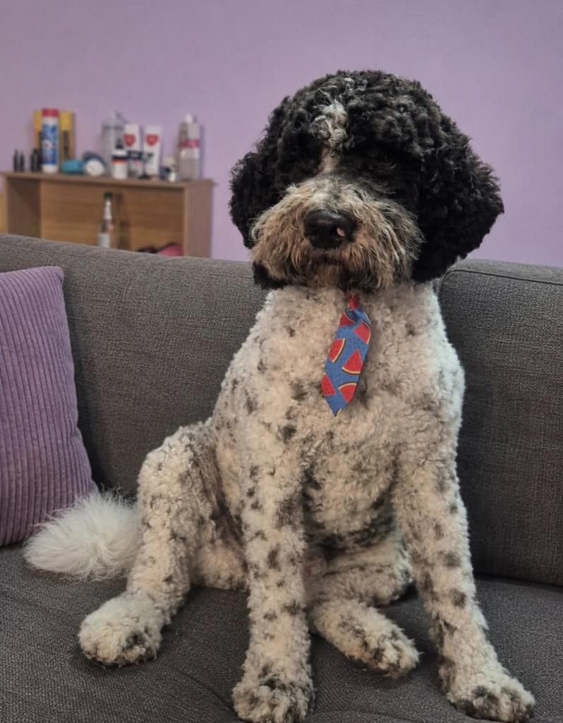 Lagotto romagnolo pup  zoekt nieuw huisje, 15 weken tot 1 jaar, Eén hond, Nederland, Particulier