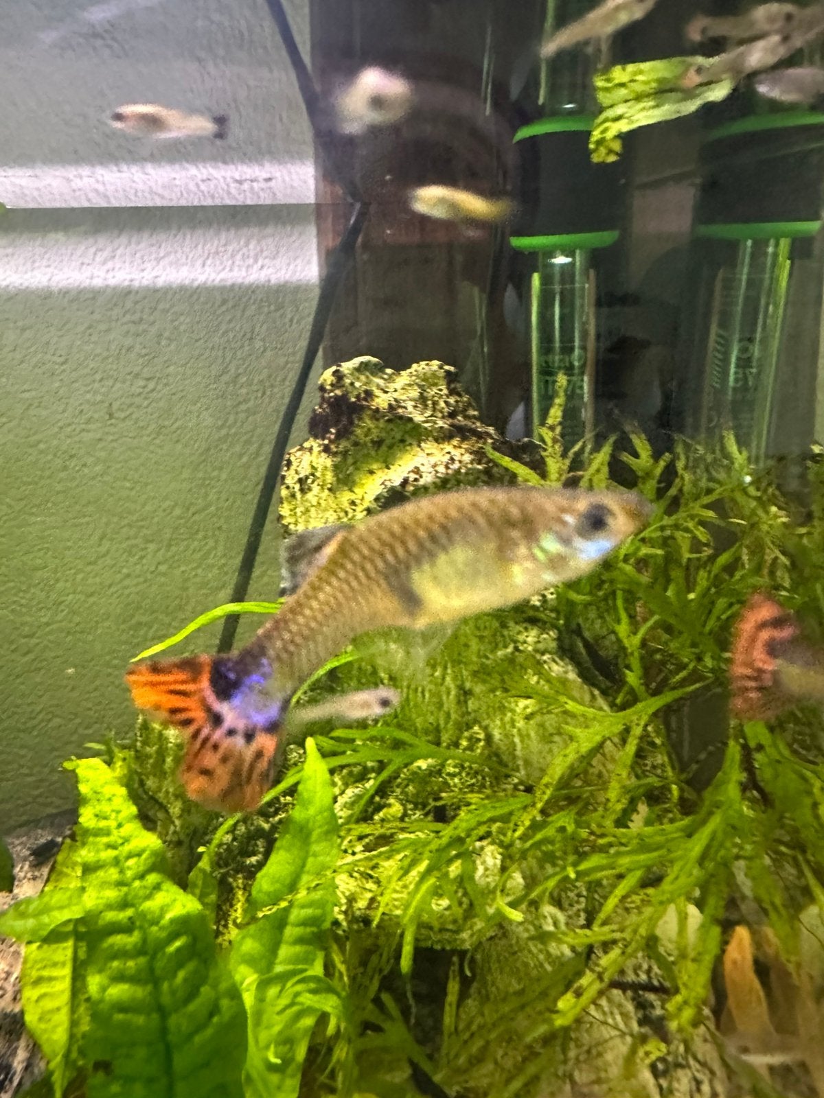Gratis guppy’s, 3 stuks: oranje cobra en blue moscow, Dieren en Toebehoren, Vissen | Aquariumvissen, Vis