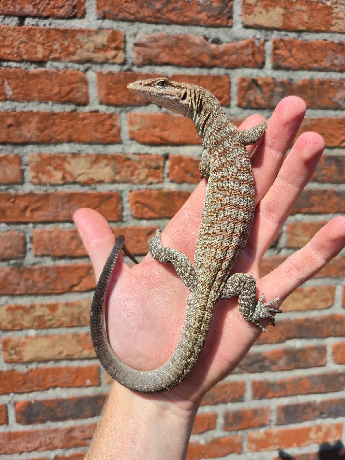 Varanus tristis "oriëntalis" 1.0 te koop, Hagedis, 0 tot 2 jaar