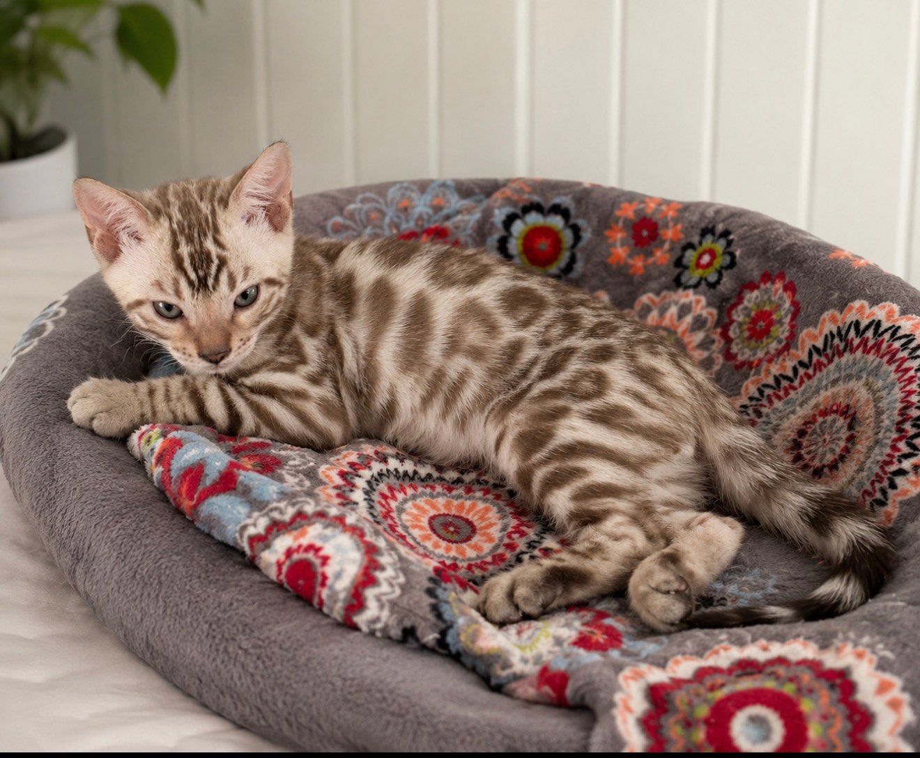 Prachtige snow bengaal kittens, Meerdere dieren, Met stamboom, 0 tot 2 jaar