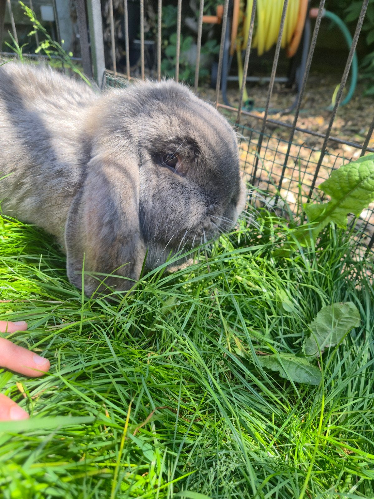 Franse langoor konijnen (groot) twee vrouwtjes, 1 mannetje, Meerdere dieren, Groot