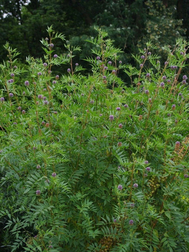 Zoethoutplant Glycyrrhiza glabra, Volle zon, Vaste plant, Zomer, Ophalen