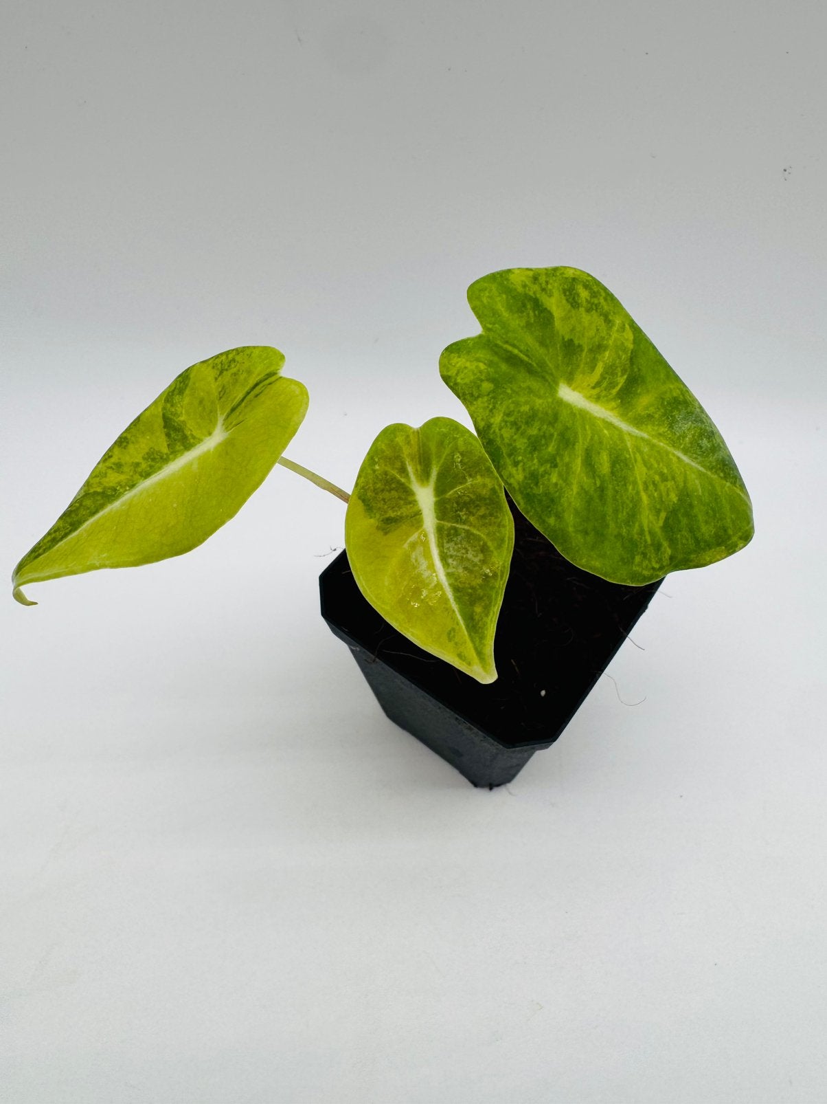 Alocasia Longiloba 'Grandis' Aurea Variegata, Ophalen of Verzenden, Halfschaduw, Minder dan 100 cm