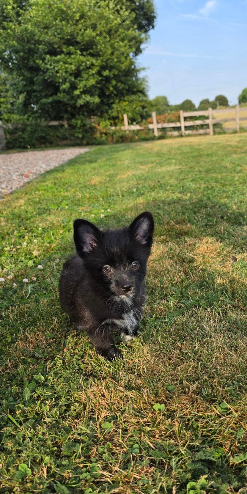 Laatste 3 leuke Pomsky x boomer  pups, Dieren en Toebehoren, Honden | Niet-rashonden, Parvo, 8 tot 15 weken, Teef, Meerdere