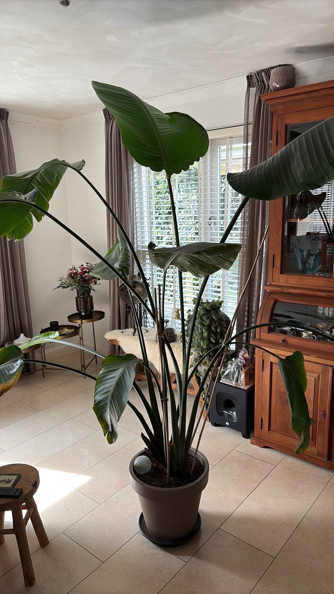 Grote Strelitzia Nicolai - Paradijsvogelplant, Huis en Inrichting, Ophalen, 200 cm of meer, Overige soorten, Halfschaduw