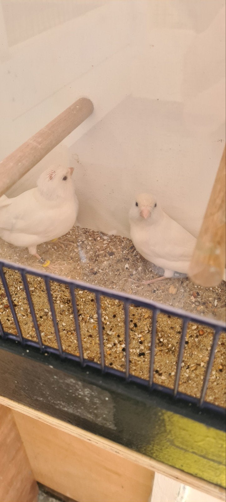 koppel witte kanaries, Dieren en Toebehoren, Vogels | Kanaries, Meerdere dieren, Kleurkanarie