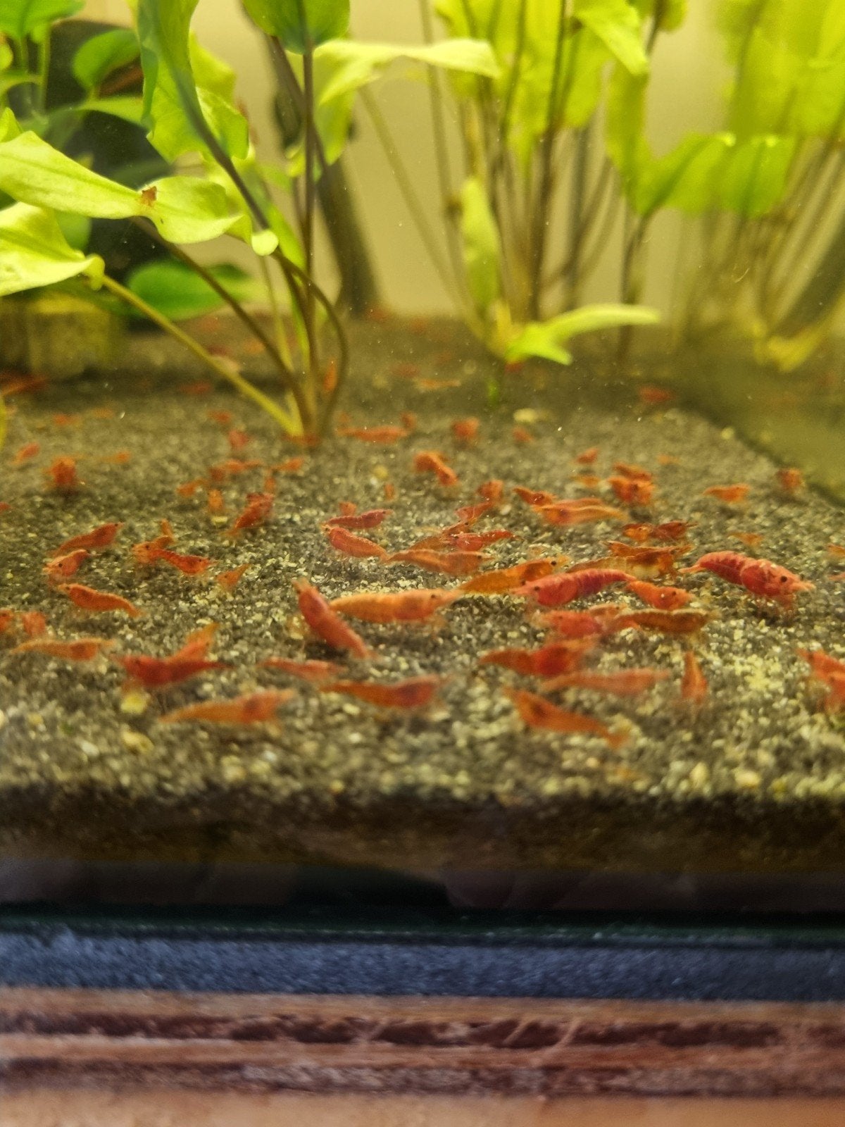 Vuurgarnaal / neocaridina, Kreeft, Krab of Garnaal, Zoetwatervis, Schoolvis