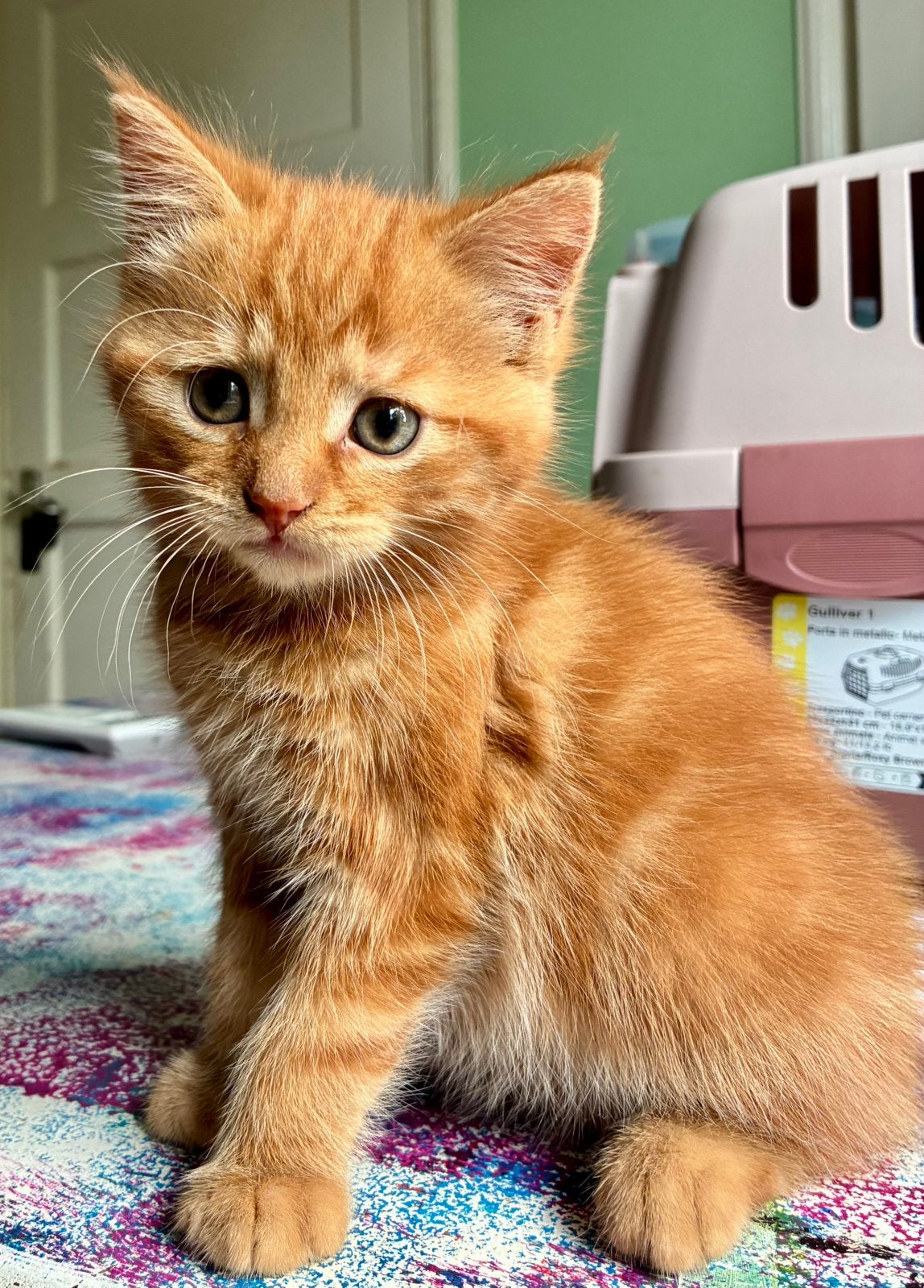 Rode katertjes kittens, Kater