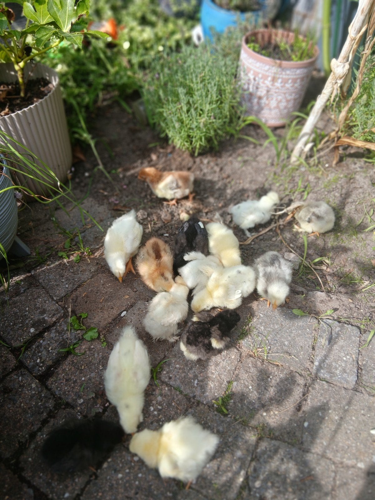 kuikens, Meerdere dieren, Kip