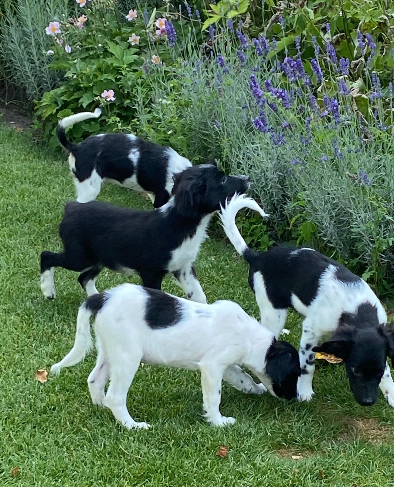 Prachtige FRIESE STABIJ x HEIDEWACHTEL pups, Parvo, Nederland, 8 tot 15 weken, Meerdere