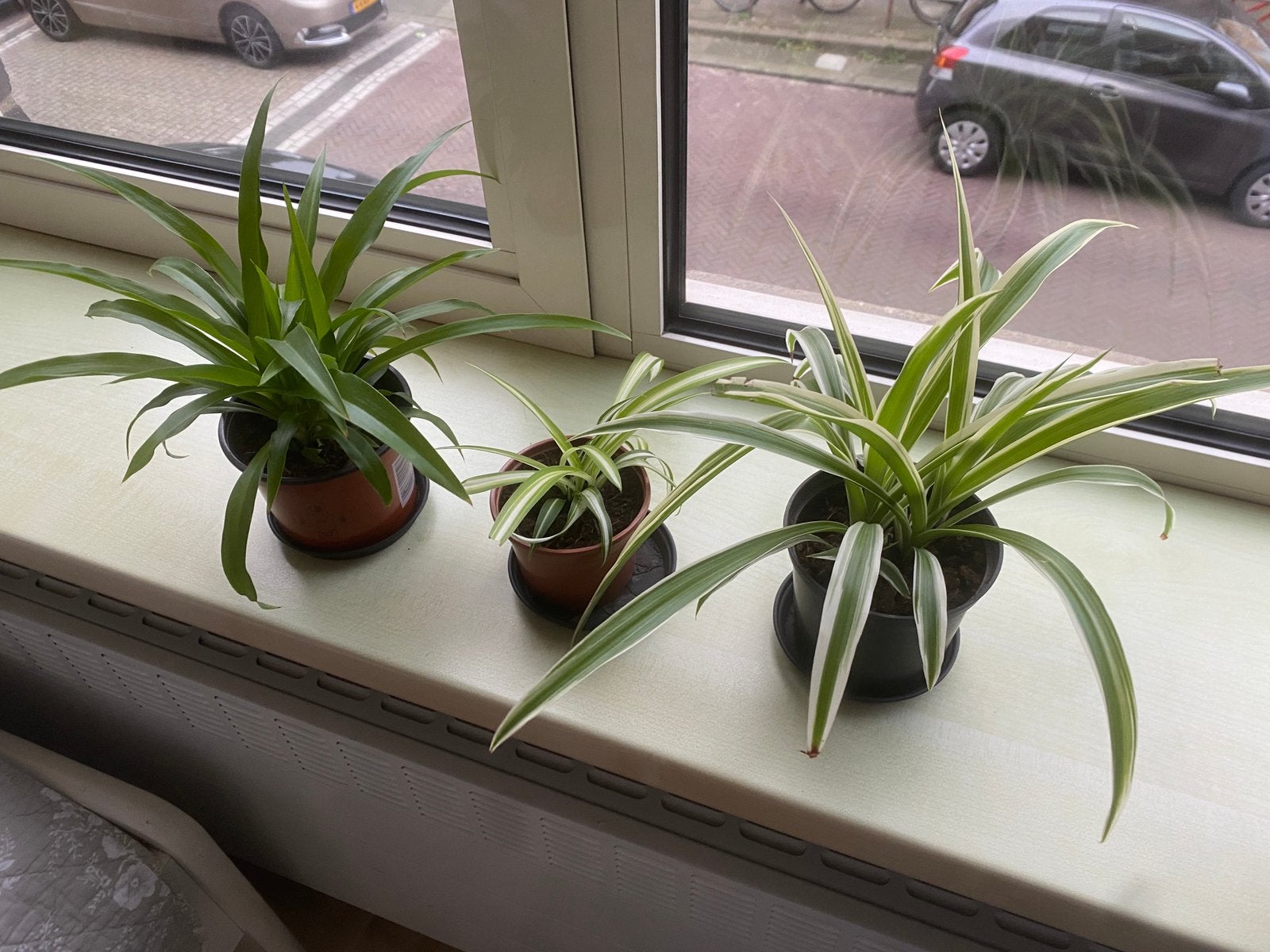 3 verschillende graslelies kamerplanten, Ophalen, Overige soorten, Halfschaduw, In pot
