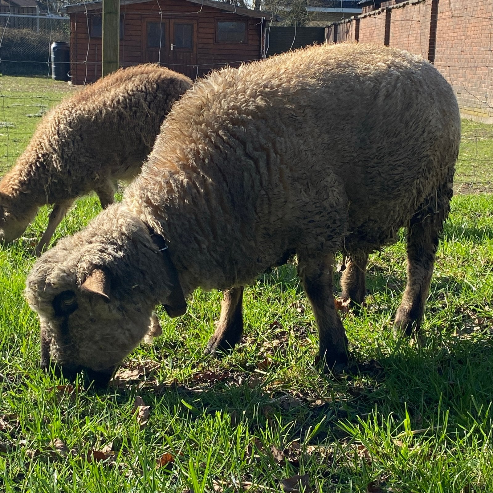 Hampshire Down ooi, Dieren en Toebehoren